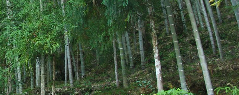 毛竹亩产量多少吨 毛竹亩产值