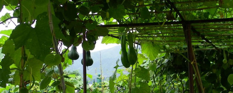 瓜棚怎么搭架(瓜棚怎么搭架好看)