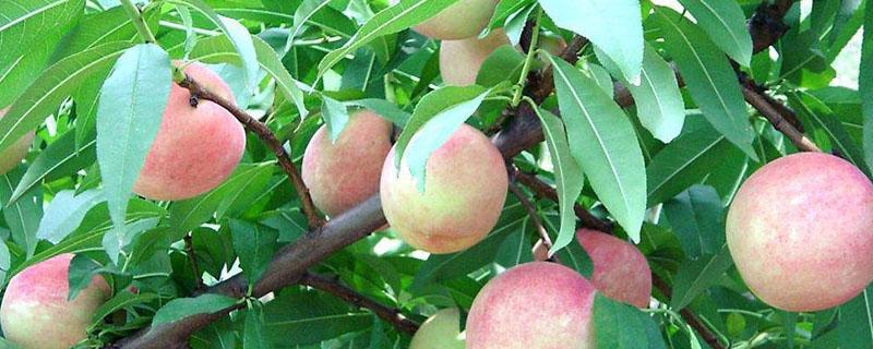 溃腐灵的功效和使用方法（溃腐灵的成分）