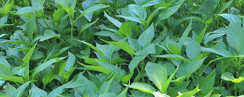 辣椒苗不能低于几度 辣椒苗能承受最低温度