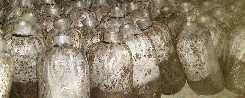 长期保存纯化后菌种的方法（菌种纯化的步骤）