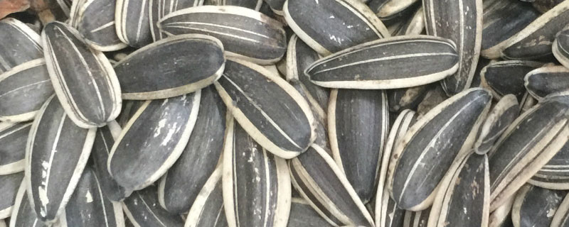 自己买的生瓜子可以种植吗 生瓜子如何种