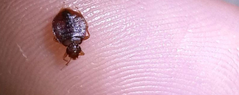 敌敌畏喷跳蚤多久会死（敌敌畏喷跳蚤多久会死室外）