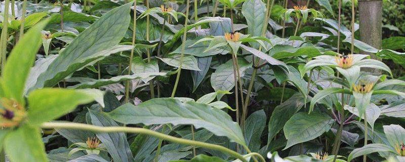 种植重楼用什么肥料长得快 重楼适合什么肥料