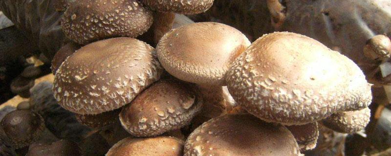 0912香菇品种特性 香菇0912的特性