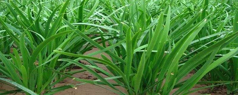 韭菜地蛆怎样防治