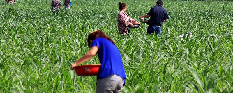 螯合肥是什么肥（螯合肥的作用）