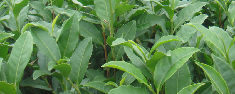 幼苗茶叶用什么除草剂 幼茶苗专用除草剂