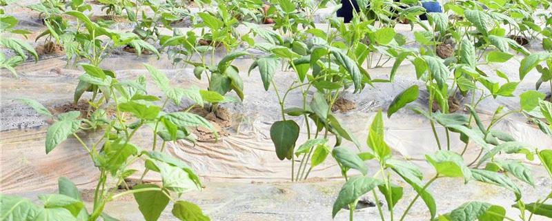 豇豆几天能出苗（豇豆出苗后几天可以施肥）