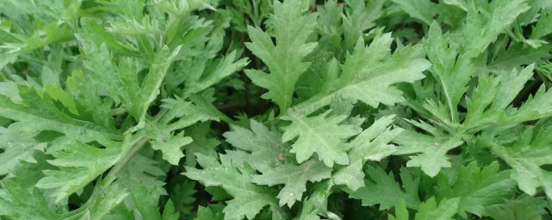 艾草种植方法及产量(艾草产量如何)