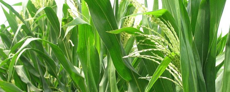 代森锰锌和多菌灵的区别 代森锰锌与多菌灵