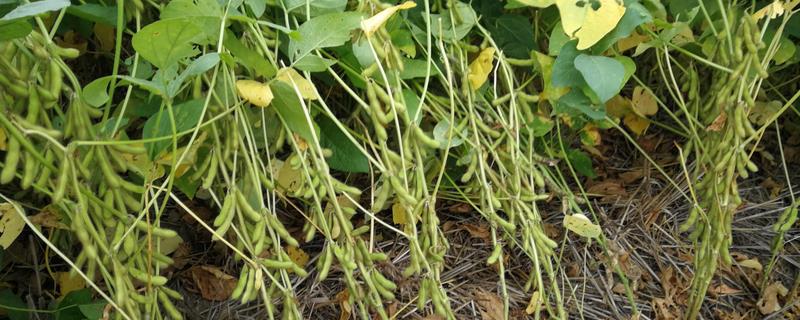 农作物算植物吗（植物包含农作物吗）