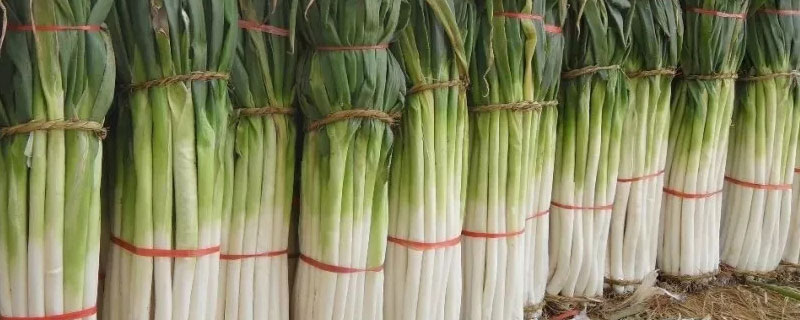 山东章丘大葱多高 山东章丘的大葱有多长