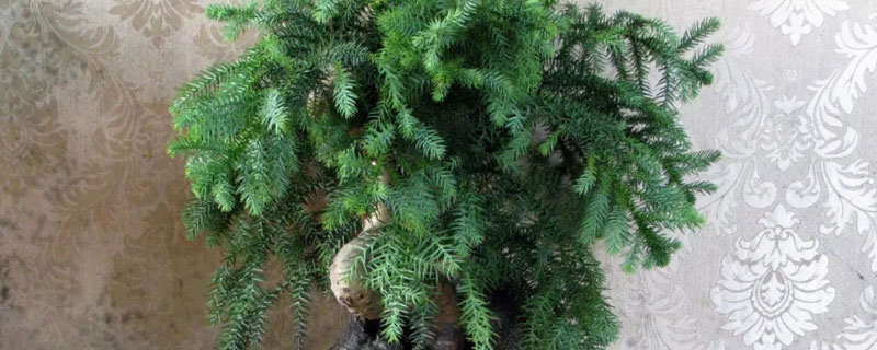 花卉澳洲杉的管理（澳洲杉种植技术）