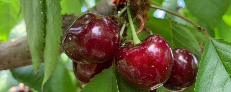 微生物菌剂樱桃树使用方法 樱桃树喂微生物菌肥用多少好