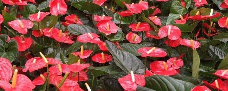 花卉红掌喜光吗 红掌是喜全光照的阳性花卉吗