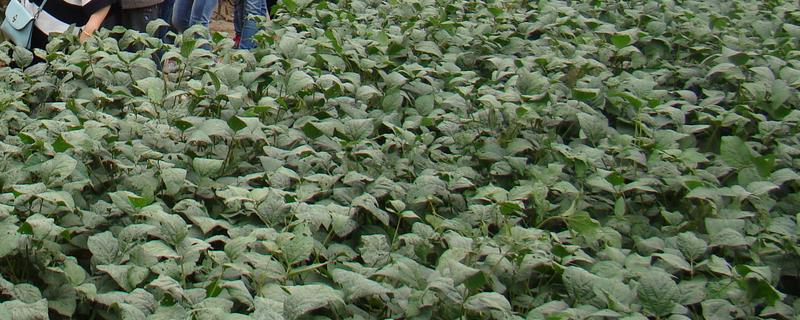 作物脱毒原理 作物脱毒过程