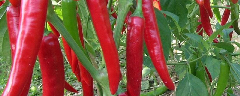 育辣椒苗什么时候下种 辣椒苗啥时下种育苗最合适