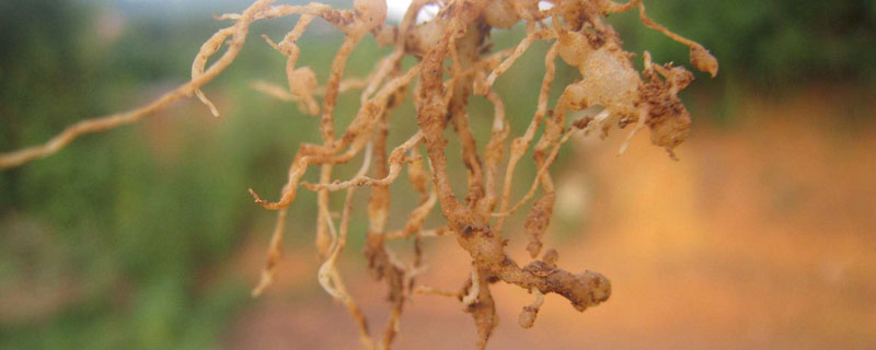 农作物线虫用什么药 根线虫用什么农药