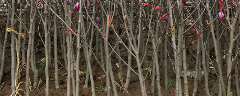 苗木运输需要什么手续 苗木出口需要哪些手续