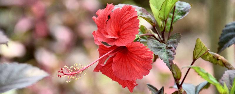 花卉扶桑花和木槿的区别（扶桑花和木槿花是同一种花卉吗）