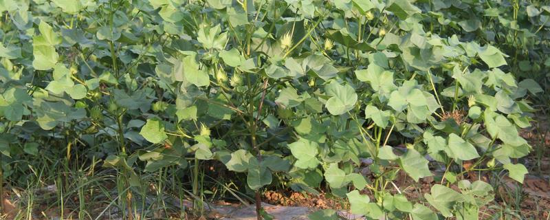 作物脱毒的原因（作物脱毒优点）