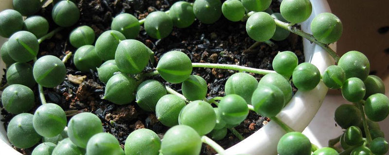 花卉佛珠适合什么温度 佛珠最低能耐多少温度