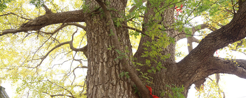 银杏树干可以做什么（银杏树干有什么用）