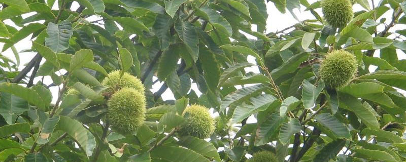 农作物粟的起源地（种植粟的最早起源地）