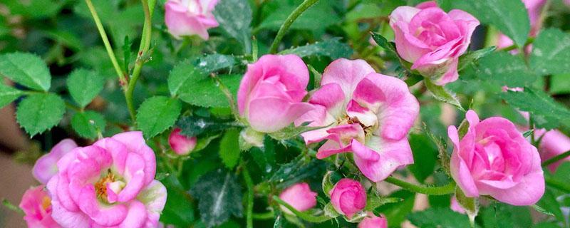 花卉含氮的肥料有哪些（哪些花用氮肥）