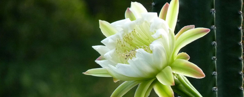 花卉龙骨在室内有害吗（花卉龙骨有毒吗）