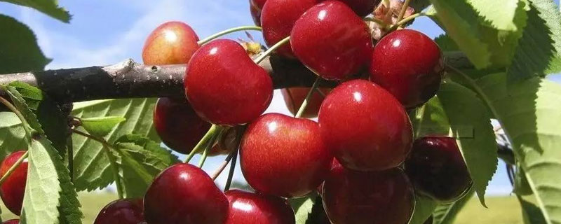 车厘子的种植条件和技术(车厘子的栽培技术)