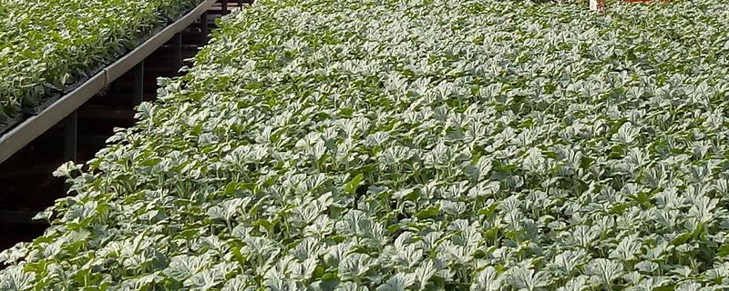 作物育种的实质是什么 选择育种的实质是什么