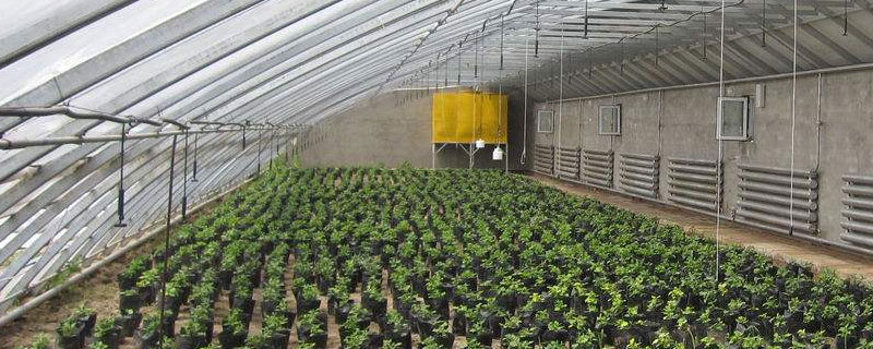 蔬菜暖棚冬天怎么取暖 蔬菜暖棚应该怎样做