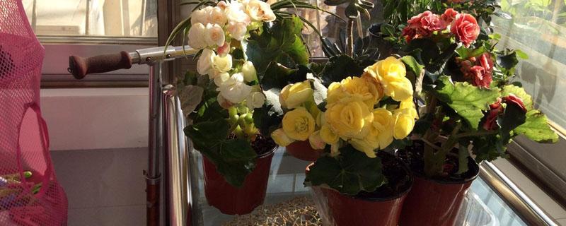 花卉叶面肥用什么好 花卉叶面肥配方