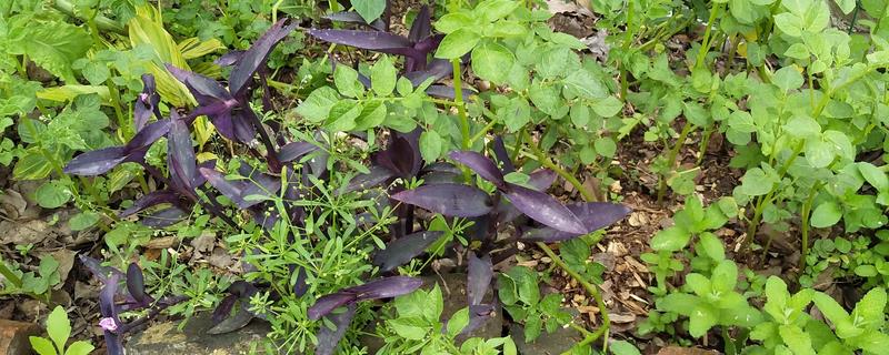 农作物生物学下限温度是多少度 农作物生长的最低温度