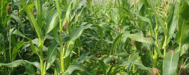 天农9改良品种 水稻品种天农9