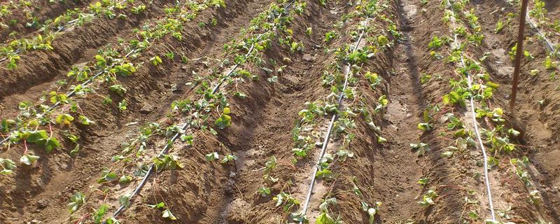 农作物冬灌的作用（什么叫冬灌）