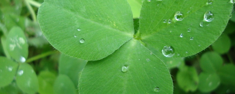 苜蓿草需要年年播种吗 苜蓿草怎样种植一年能收几季