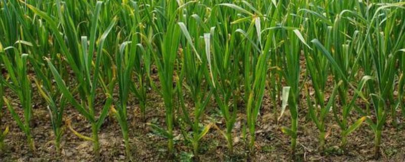 大蒜返青施什么肥料（大蒜返青后的施肥管理）