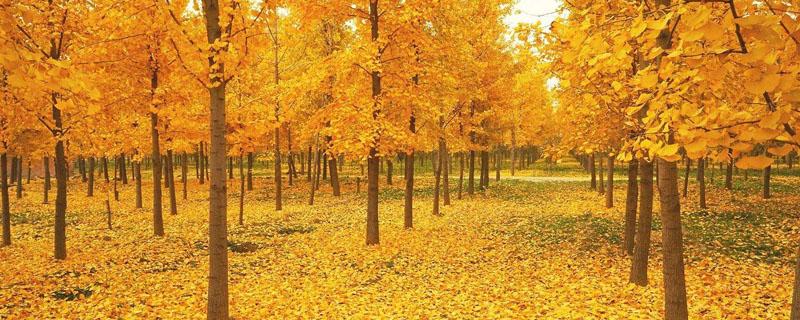 银杏树插条能活吗（银杏树插枝条能活吗）