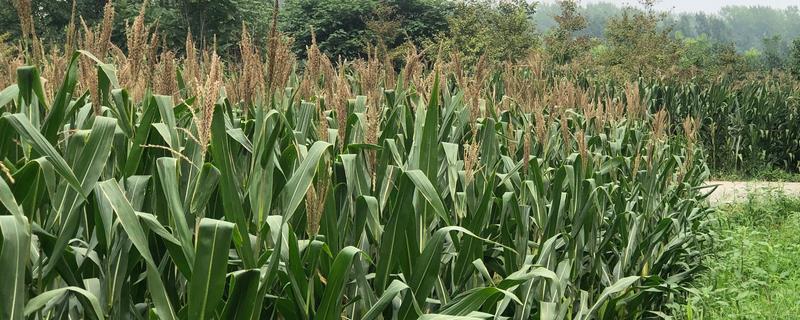 农作物成熟的节气（能够反映农作物成熟的节气）