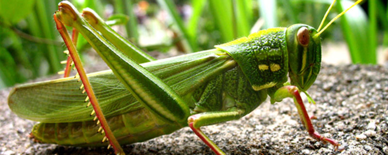 农作物害虫怎么分类（农作物害虫种类）