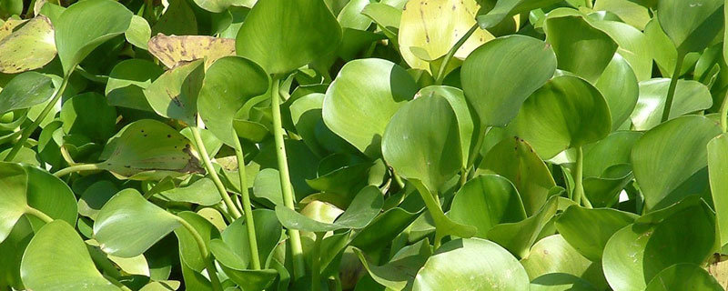 水葫芦用什么除草剂 水葫芦专用除草剂