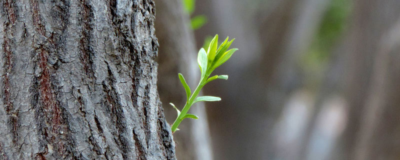 花卉柳芽是什么 柳芽是什么季节开的花