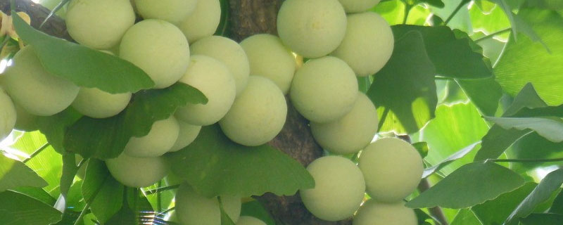 银杏树子的作用是什么（银杏树的药用功效有哪些）