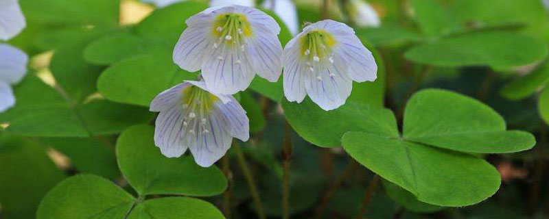 三叶草不开花怎么回事 三叶草不开花怎么办