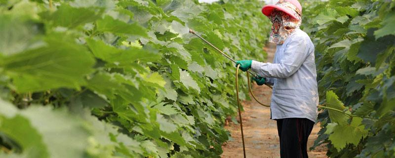 叶面肥和复合肥可以一起施肥吗 叶面肥可以和复合肥一起用吗