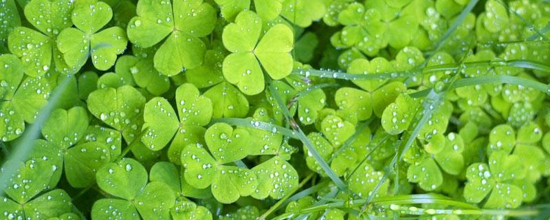 三叶草用什么药除掉（三叶草怎样除掉）