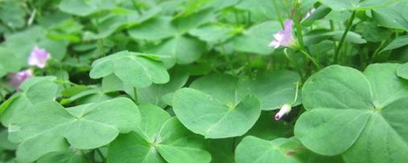 三叶草四季常青吗（什么草可以四季常青）